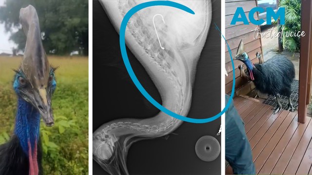 Death of juvenile cassowary prompts fishing warning in Queensland