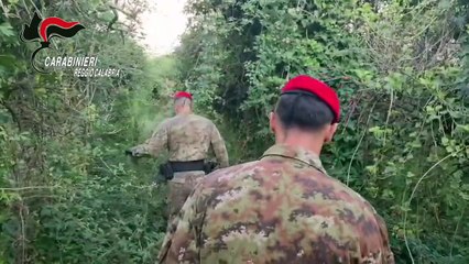 Due reggini sorpresi con oltre 100 chili di marijuana già raccolta. La piantagione tra Nicotera e S. Ferdinando