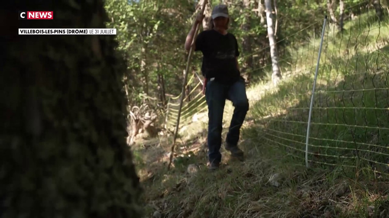Alpes : contre la prédation des loups, des bénévoles montent la garde