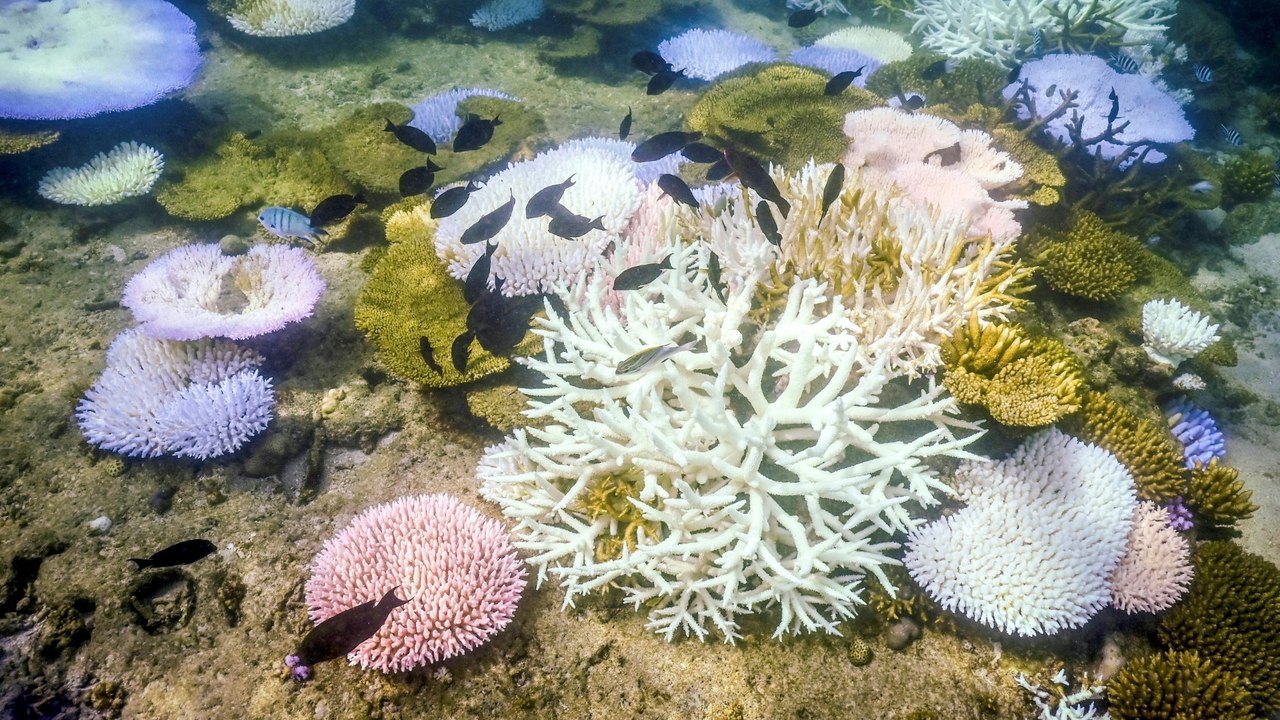Korallenbleiche im Great Barrier Reef erreicht Rekordausmaß