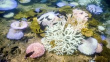 Korallenbleiche im Great Barrier Reef erreicht Rekordausmaß