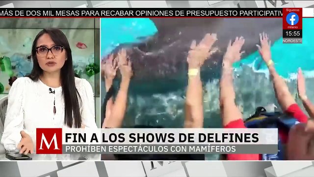 Ley permite continuar nado con últimos delfines en cautiverio: Semarnat | Milenio Hábitat