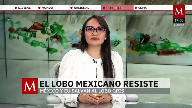 Cooperación México-EU salva al lobo mexicano de la extinción | Milenio Hábitat