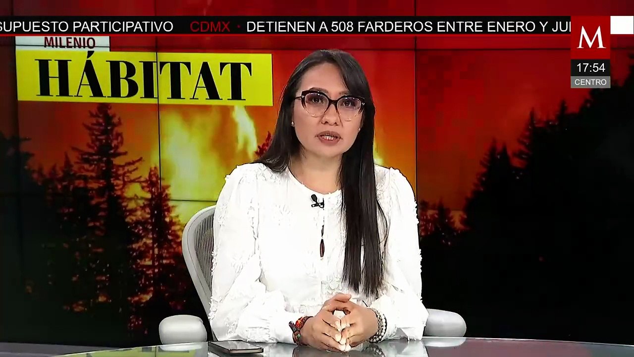 Tráfico ilegal de aves en México persiste; captan a sujetos vendiendo loros | Milenio Hábitat