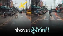 น้องหมาผู้พิทักษ์ ! ยืนขวางรถให้คุณยายข้ามถนนอย่างปลอดภัย