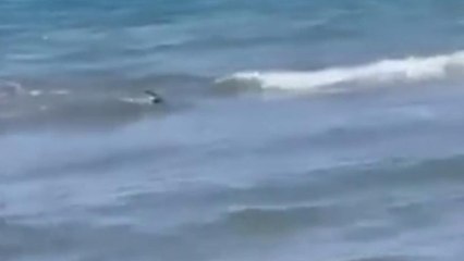 Lido di Latina, tra le onde spunta una pinna: «Mamma è uno squalo. Ho paura»
