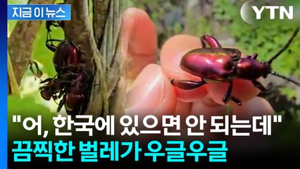 '러브버그보다 더한 녀석'...日·타이완 휩쓸더니 국내서도 발견 [지금이뉴스] / YTN