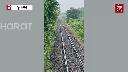 ગીરમાં રેલવે ટ્રેક પર સુતો હતો સિંહ પરિવાર, લોકો પાયલોટ અને ફોરેસ્ટ ગાર્ડે આ રીતે બચાવ્યો તેમનો જીવ