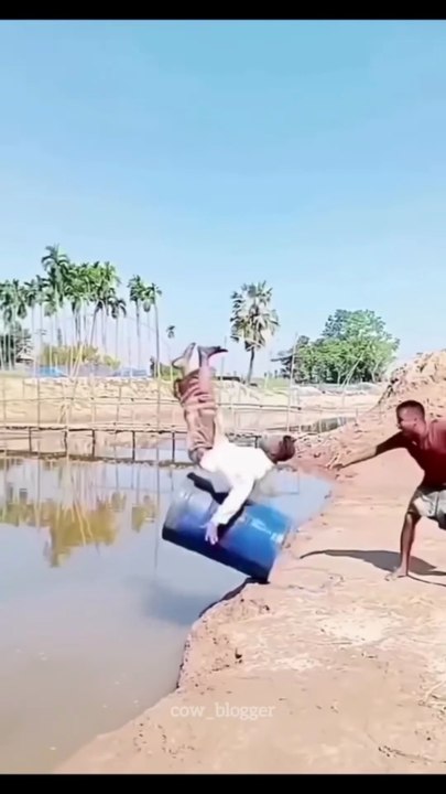You Laugh, I Go MooOoOo! 🐮😁 #FunnyVideo #fun #video