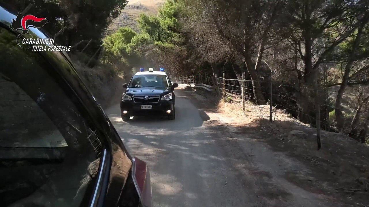 Danno fuoco a cavi di rame in un bosco nel palermitano, due arresti
