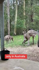 Kangaroo standup