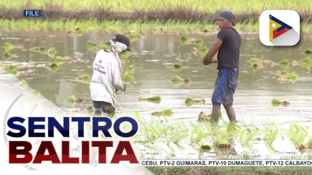 Rice importation, ipinatigil muna ni PBBM sa loob ng 60 araw simula sa Sept. 1 | ulat ni Kenneth Paciente