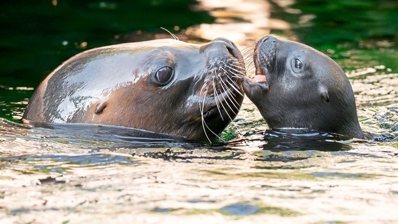Mähnenrobbe im Tiergarten Schönbrunn bekam Nachwuchs