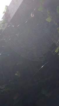 Do You Like Spiders? Funny Web Designer In Action #spider #shorts #funnyshorts #funny #nature #amazingnature