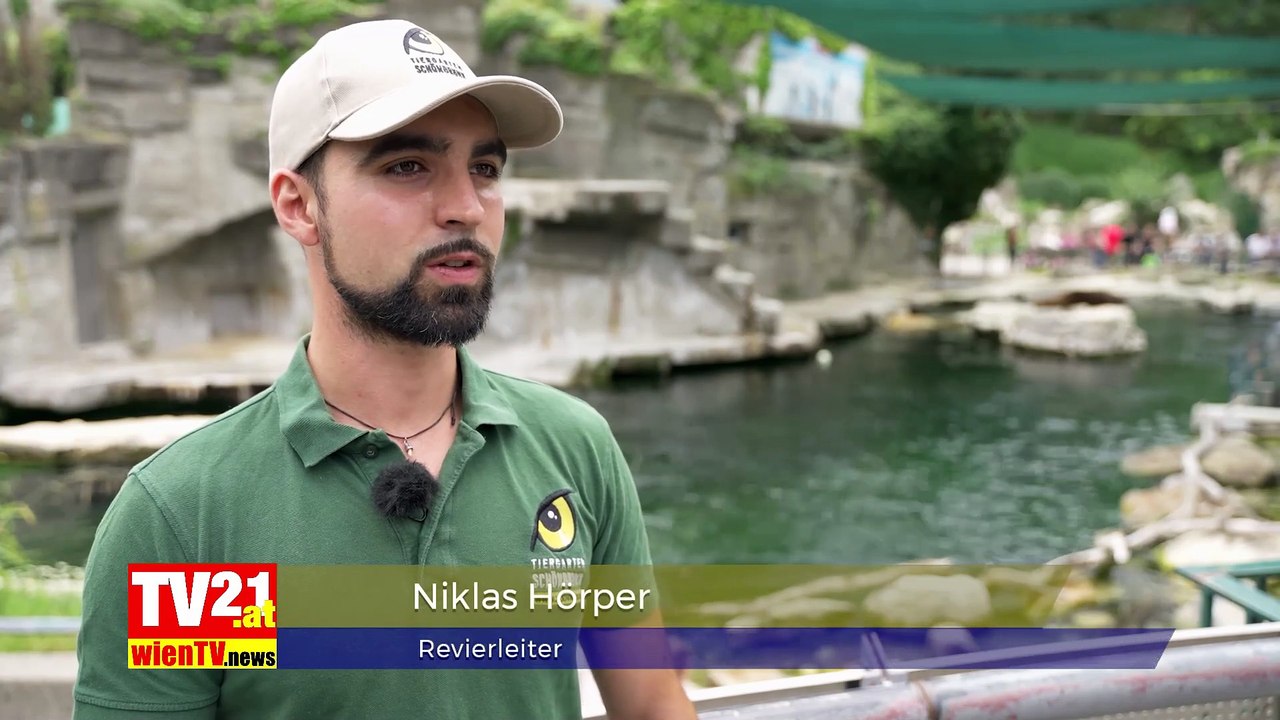 Robben-Nachwuchs im Tiergarten Schönbrunn