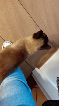 Adopted by the Neighbor's Cat? 🐾 Love at First Meow! #cats #funnycats #shorts #cutecats