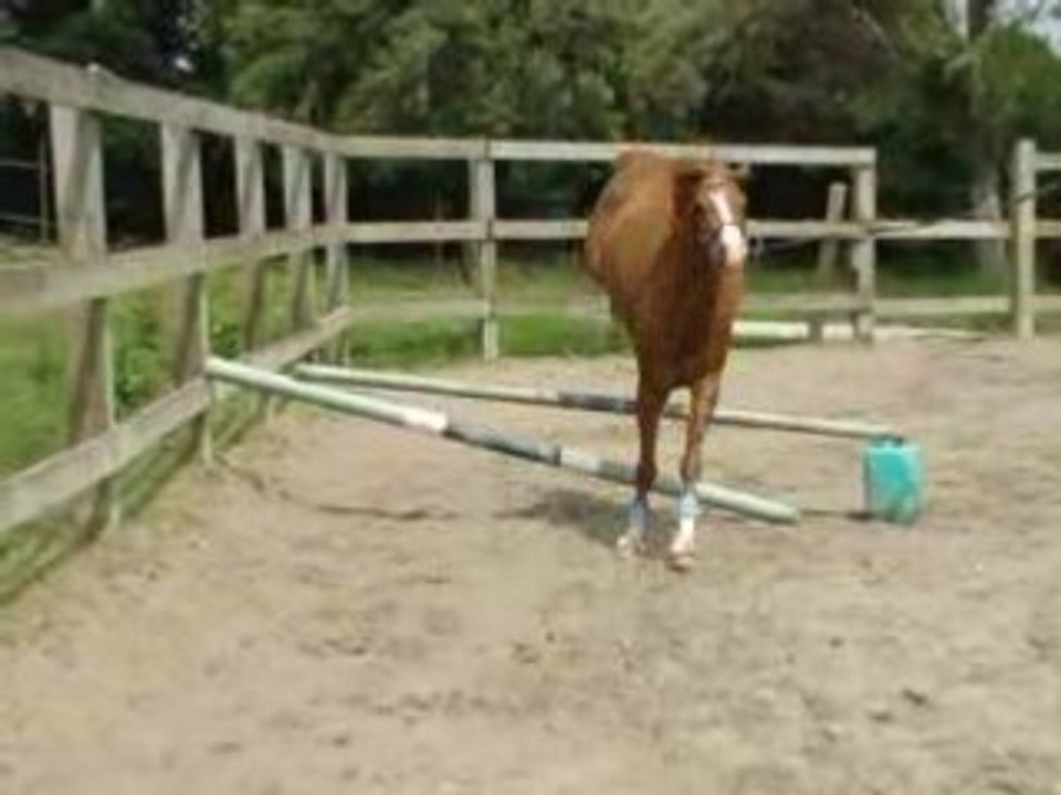 a vendre cheval de 4 ans