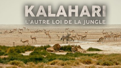 Kalahari, l'autre loi de la jungle