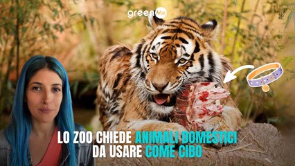 Zoo in Danimarca chiede di donare animali domestici vivi da dare in pasto ai predatori