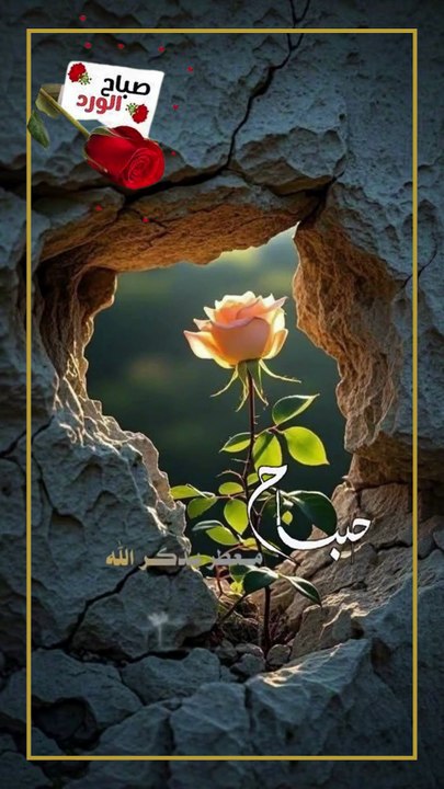صباح الخير -  صباح الورد