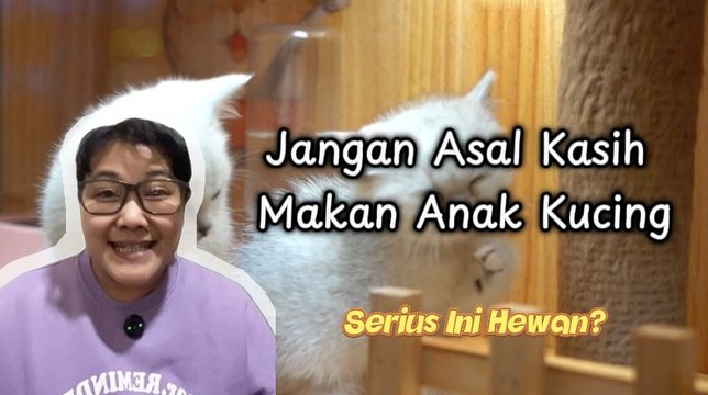 Jangan Asal Kasih Makan Anak Kucing-Serius Ini Hewan?