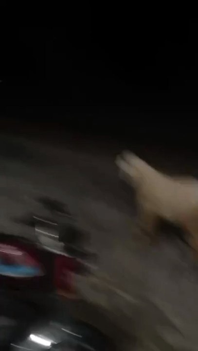 Pure Kajla/White Kajla/ Kajla Lamb/Sargodha Kajla/Cute Kajla/Healthy Kajla/Active Kajla/Sadqa Kajla