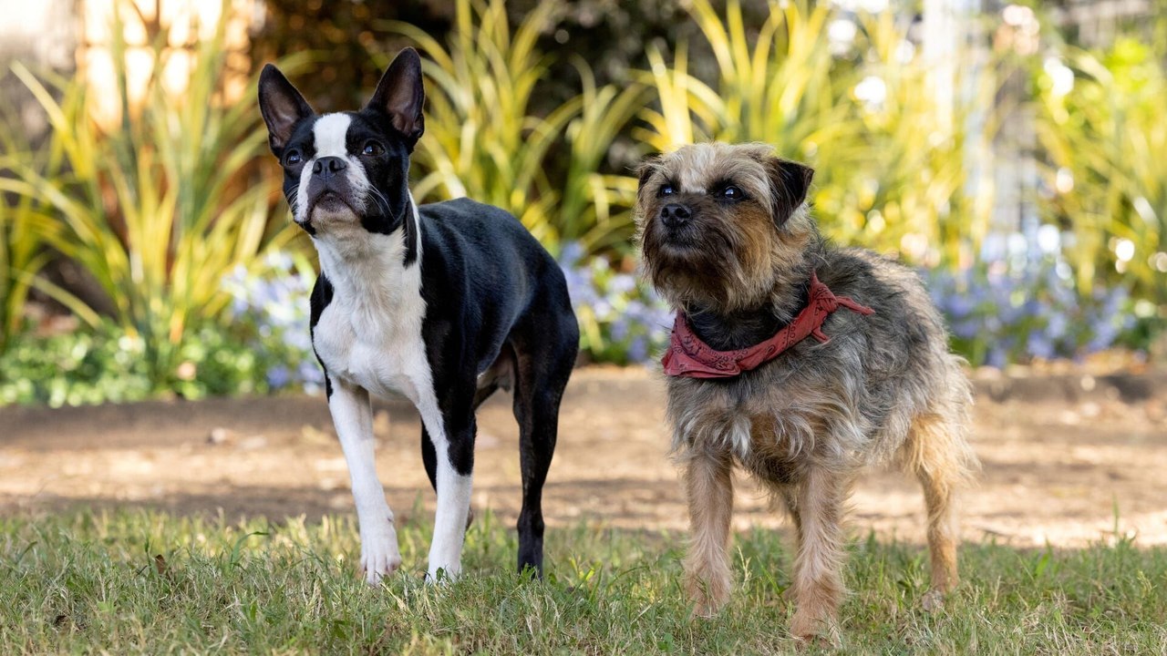Backstreet Dogs