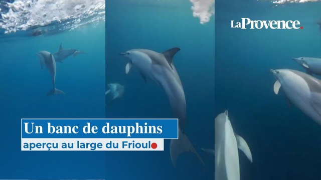 Un banc de dauphins aperçu au large du Frioul à Marseille