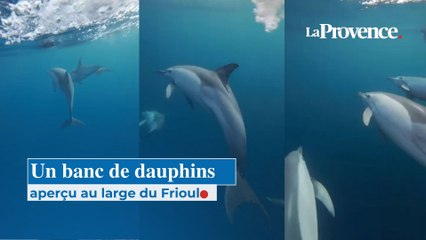 Un banc de dauphins aperçu au large du Frioul à Marseille