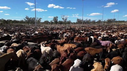 The Great Australian Charity Cattle Drive arrives in Roma