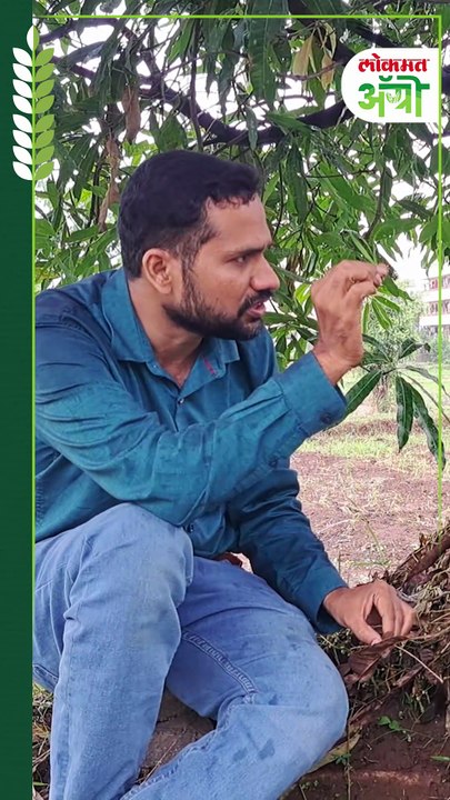 जमिनीत सेंद्रीय कर्ब जास्त आहे म्हणजे काय? सेंद्रीय कर्ब कसा वाढवायचा?