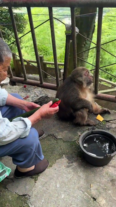 #monkey #monkey  #cute #lovely