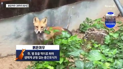 쥐 잡다가 멸종 위기…붉은여우 30마리 소백산 방사