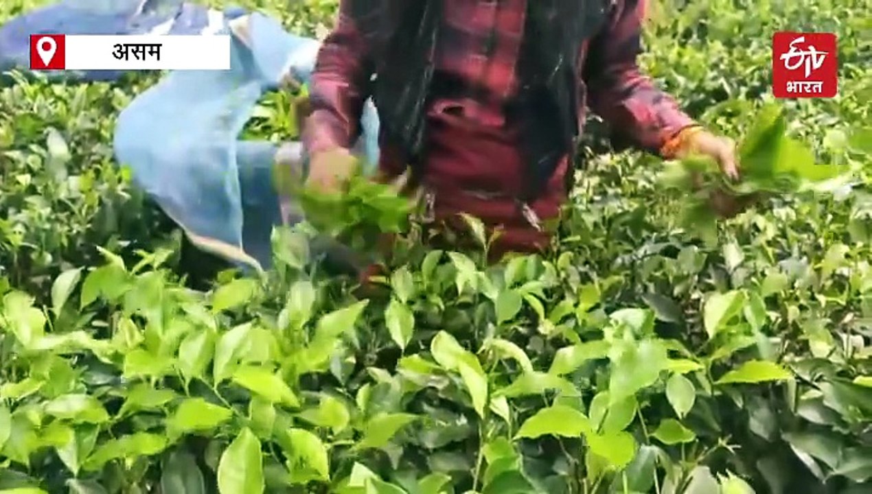 असम: बोरसोला में चाय उगाने वाले किसान कम कीमतों और खराब पैदावार से परेशान, मदद की लगाई गुहार
