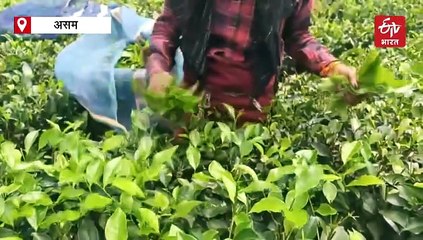 असम: बोरसोला में चाय उगाने वाले किसान कम कीमतों और खराब पैदावार से परेशान, मदद की लगाई गुहार