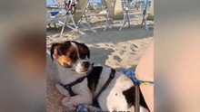 IL SUO CANE VIENE DI NUOVO MORTIFICATO IN SPIAGGIA E SENTITE IL PADRONE CHE DICE!!