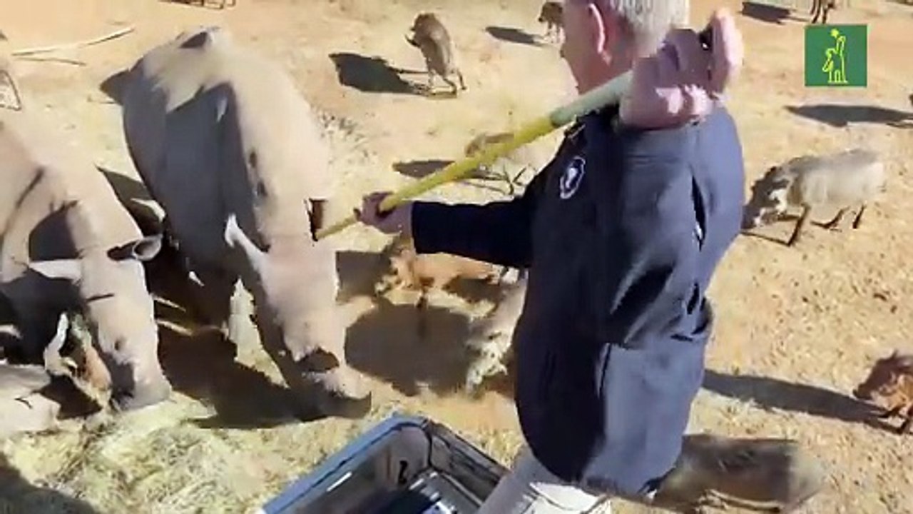 La ONU marca con isótopos radiactivos cuernos de rinoceronte para evitar su tráfico ilegal