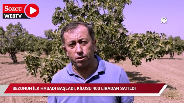 Sezonun ilk hasadı başladı, kilosu 400 liradan satıldı