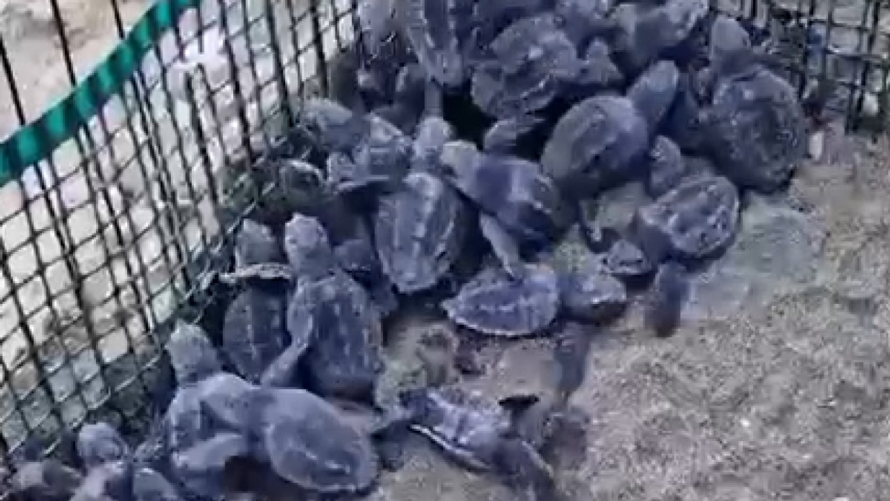 La schiusa delle tartarughe Caretta caretta ad Acciaroli