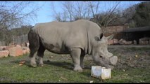 Addio a Benno, il rinoceronte bianco che venne dagli Usa aveva 44 anni
