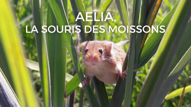 Aélia, la souris des moissons