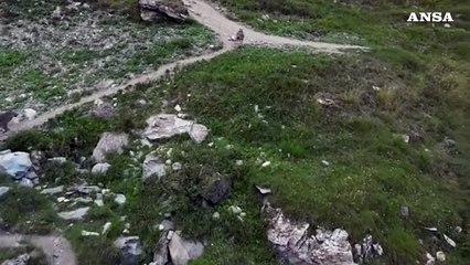 Tra sentieri e ruscelli, lupi a spasso in Val di Rhemes