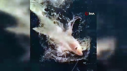 Ürperten görüntü! Gökçeada açıklarında oltaya köpekbalığı takıldı