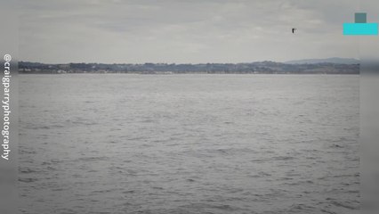 Incredible Moment Pair of Whales Leap at the Same Time