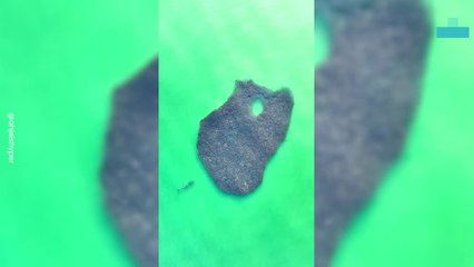 School of Fish Avoid Becoming Whales Lunch