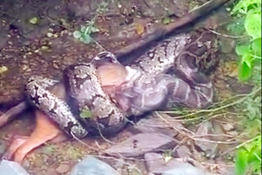 20 फीट लंबा अजगर... चंद मिनटों में सियार को गया निगल