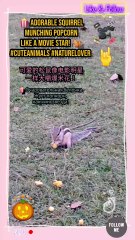 showcasing its adorable antics in a fun, viral moment! #SquirrelVibes #PopcornSnack