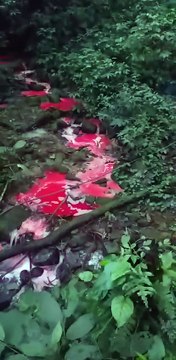 Caminhão com 25 mil litros de combustível tomba em SC e vazamento deixa riacho vermelho