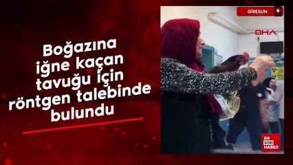 Giresun'da boğazına iğne kaçan tavuğu için röntgen talebinde bulundu