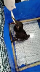 Descubra a Última Refeição do Pinguim em Alagoas 🐧